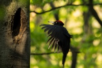 Datel cerny - Dryocopus martius - Black Woodpecker 1601